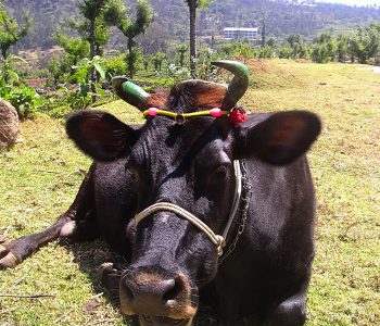 Vache sacrée, Inde