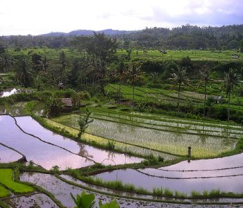 Rizières, Bali