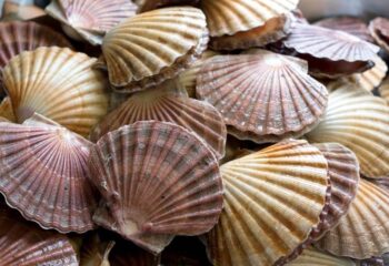 coquilles Saint-jacques