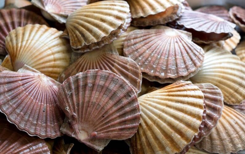 coquilles Saint-jacques